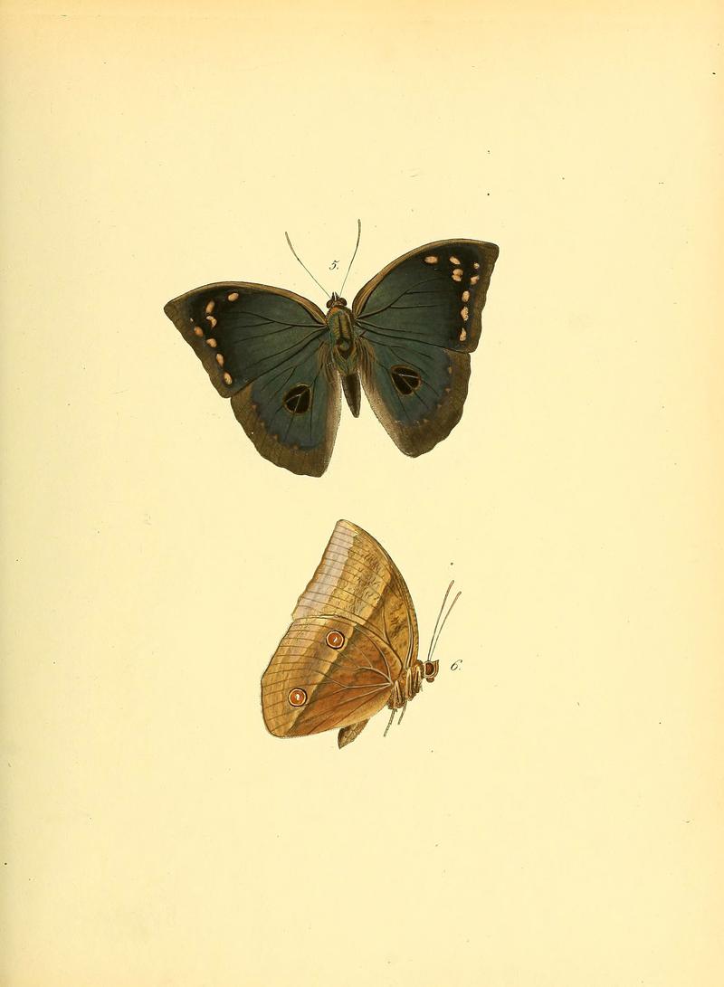 Sammlung neuer oder wenig bekannter aussereuropäischer Schmetterlinge (Plate 4) (6139867439)