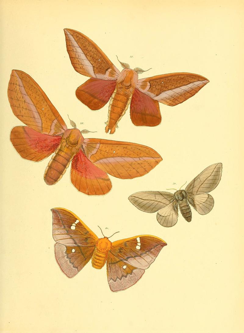 Sammlung neuer oder wenig bekannter aussereuropäischer Schmetterlinge (Plate 40) (6140431164)