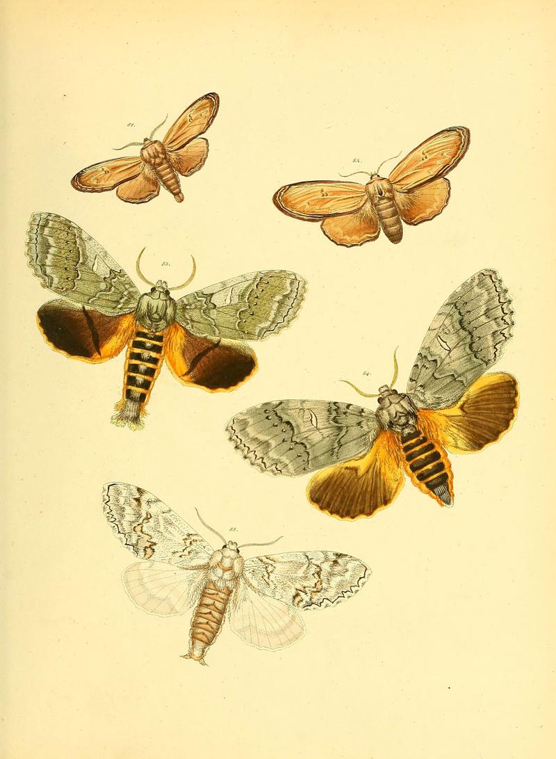 Sammlung neuer oder wenig bekannter aussereuropäischer Schmetterlinge (Plate 41) (6140431432)