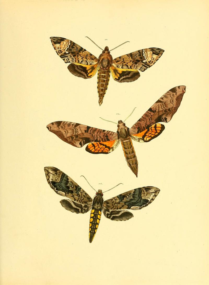 Sammlung neuer oder wenig bekannter aussereuropäischer Schmetterlinge (Plate 45) (6139881959)