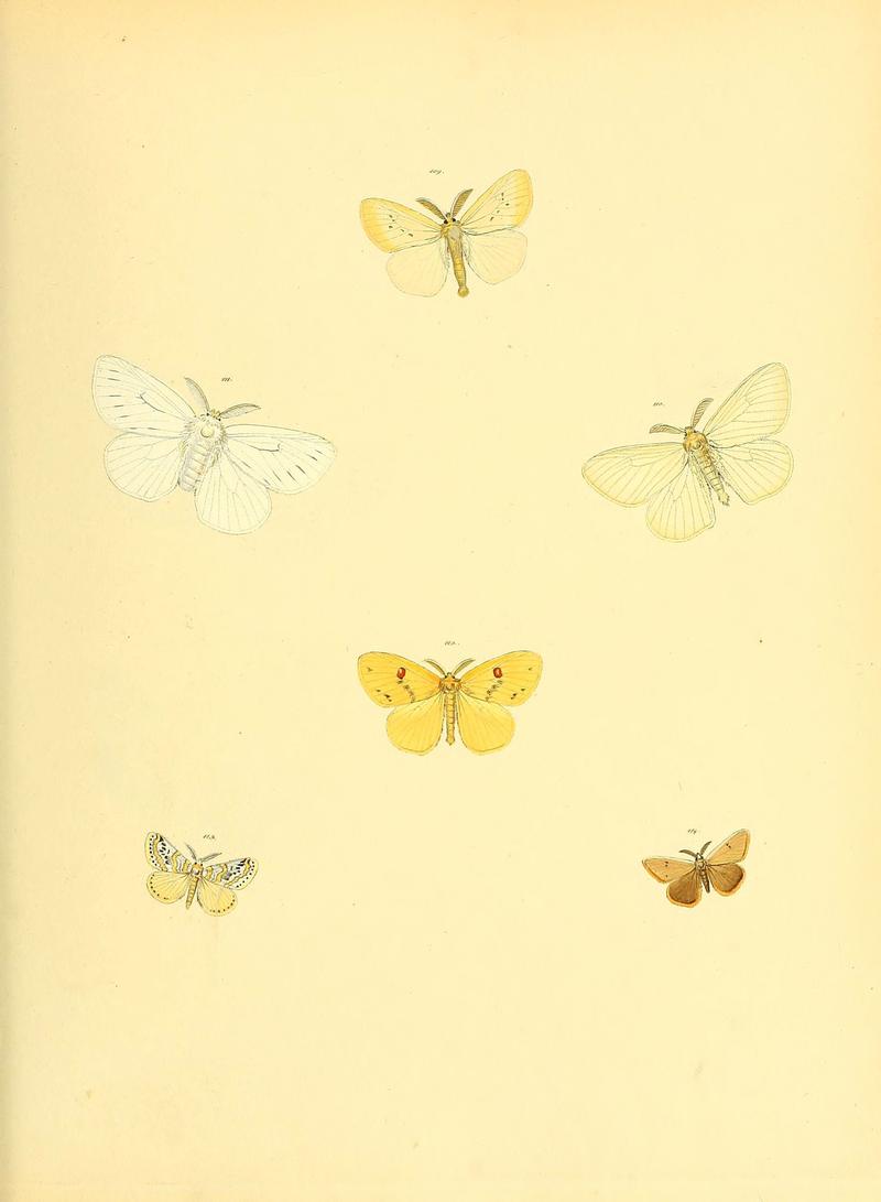 Sammlung neuer oder wenig bekannter aussereuropäischer Schmetterlinge (Plate 47) (6139882533)