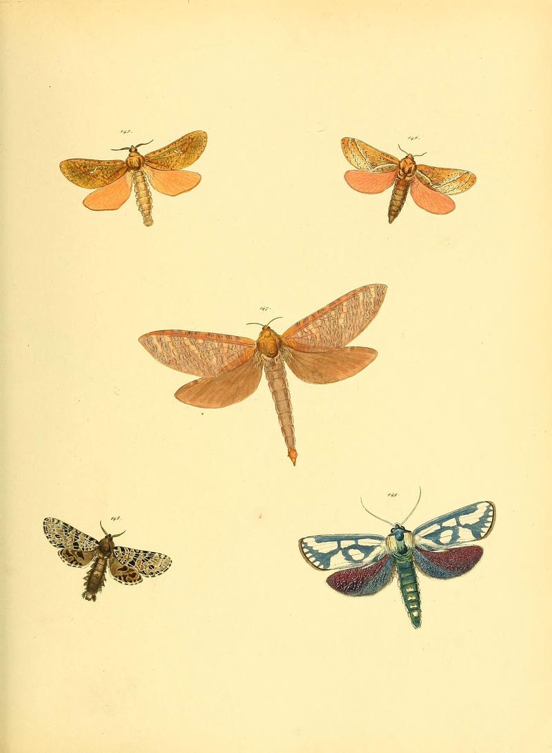 Sammlung neuer oder wenig bekannter aussereuropäischer Schmetterlinge (Plate 54) (6139884525)