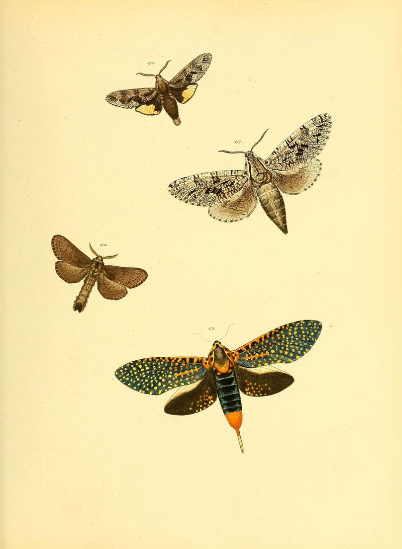 Sammlung neuer oder wenig bekannter aussereuropäischer Schmetterlinge (Plate 59) (6140437678)