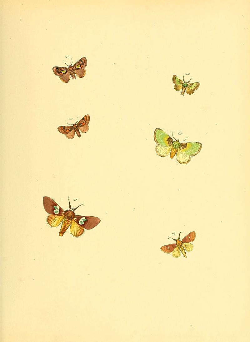 Sammlung neuer oder wenig bekannter aussereuropäischer Schmetterlinge (Plate 60) (6140438004)