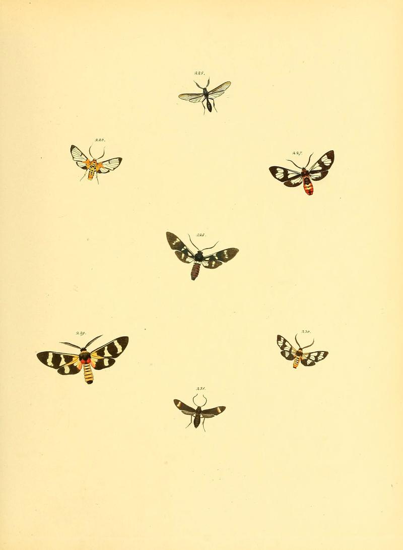 Sammlung neuer oder wenig bekannter aussereuropäischer Schmetterlinge (Plate 67) (6140440450)