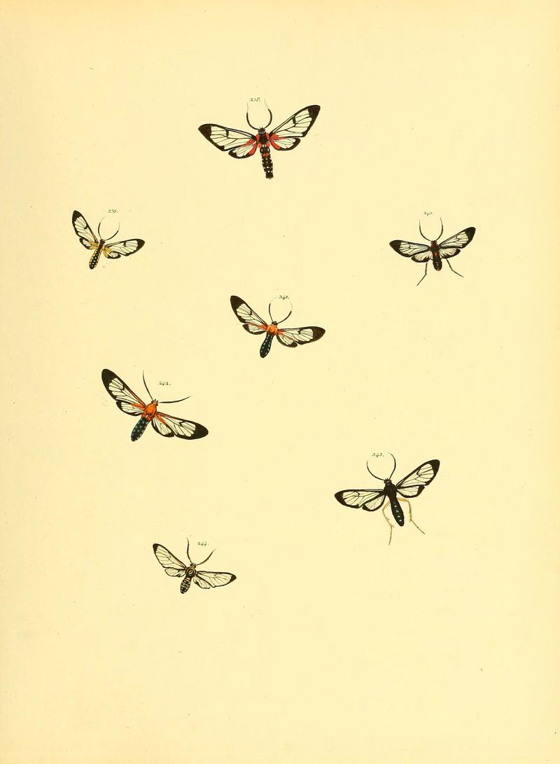 Sammlung neuer oder wenig bekannter aussereuropäischer Schmetterlinge (Plate 69) (6139889481)
