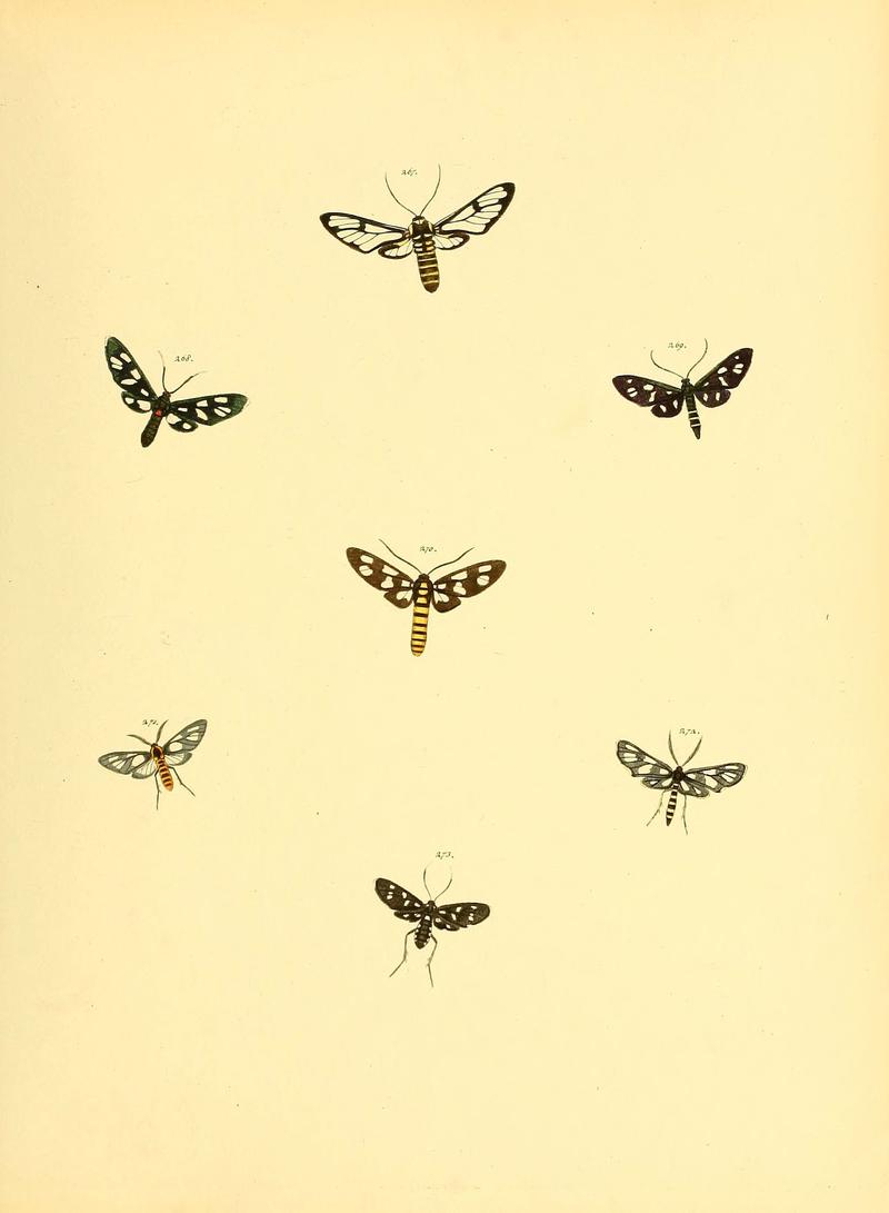 Sammlung neuer oder wenig bekannter aussereuropäischer Schmetterlinge (Plate 73) (6140442258)