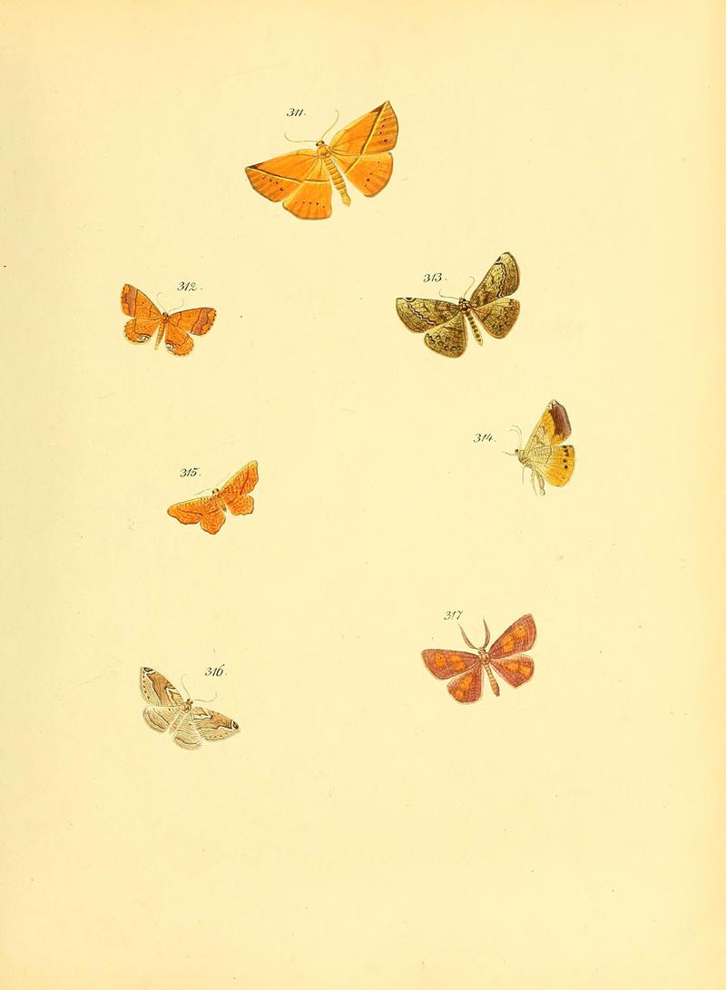 Sammlung neuer oder wenig bekannter aussereuropäischer Schmetterlinge (Plate 80) (6140444676)