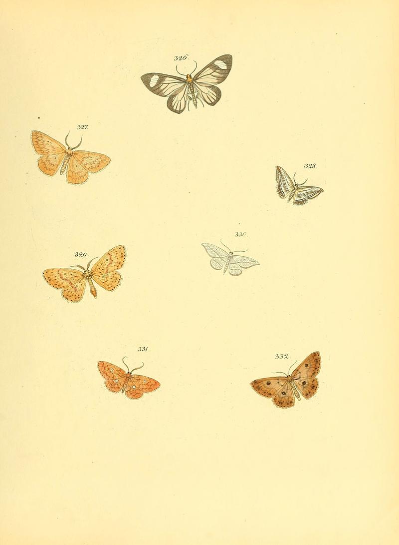 Sammlung neuer oder wenig bekannter aussereuropäischer Schmetterlinge (Plate 82) (6139894371)
