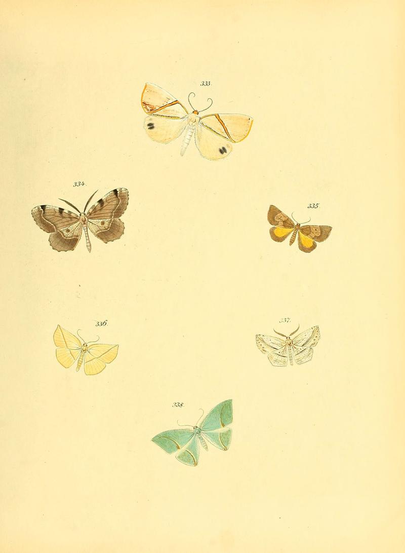 Sammlung neuer oder wenig bekannter aussereuropäischer Schmetterlinge (Plate 83) (6140446156)