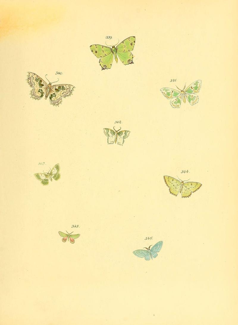 Sammlung neuer oder wenig bekannter aussereuropäischer Schmetterlinge (Plate 84) (6140446516)