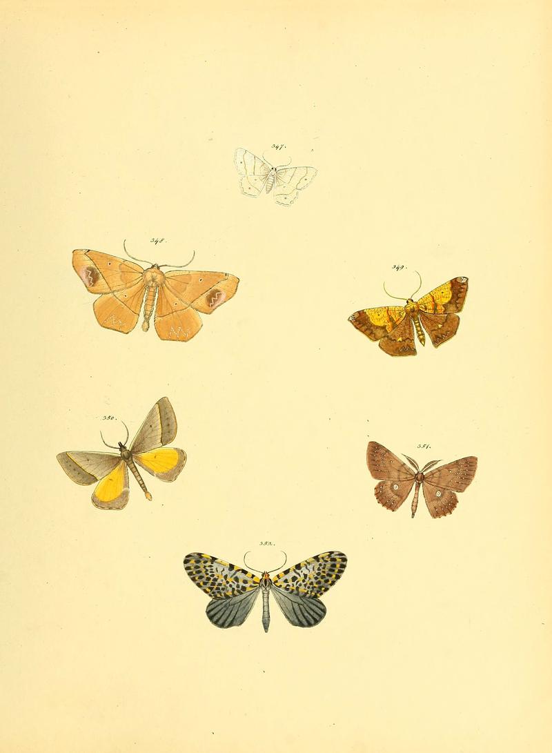 Sammlung neuer oder wenig bekannter aussereuropäischer Schmetterlinge (Plate 85) (6139895501)