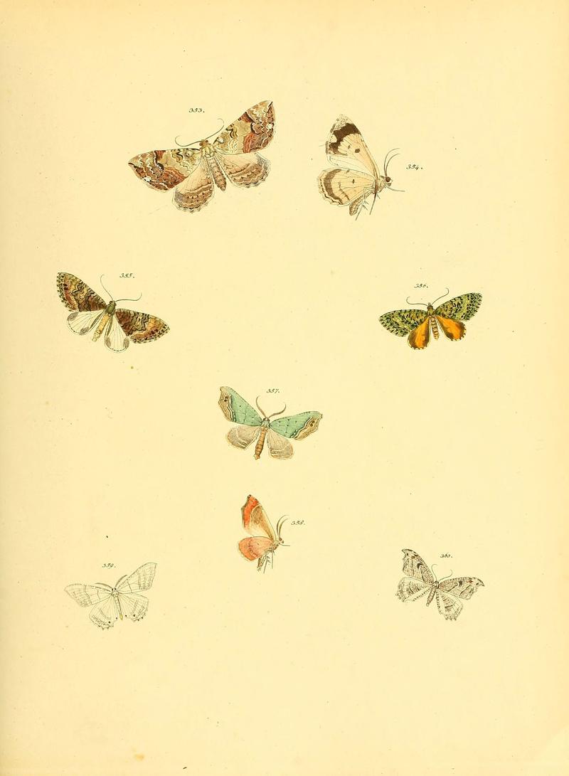 Sammlung neuer oder wenig bekannter aussereuropäischer Schmetterlinge (Plate 86) (6140447446)