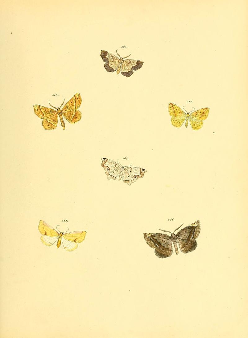 Sammlung neuer oder wenig bekannter aussereuropäischer Schmetterlinge (Plate 87) (6139905495)