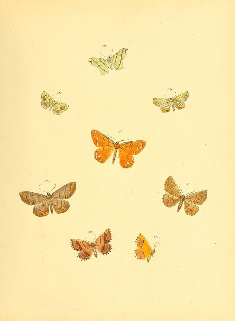 Sammlung neuer oder wenig bekannter aussereuropäischer Schmetterlinge (Plate 88) (6139905825)