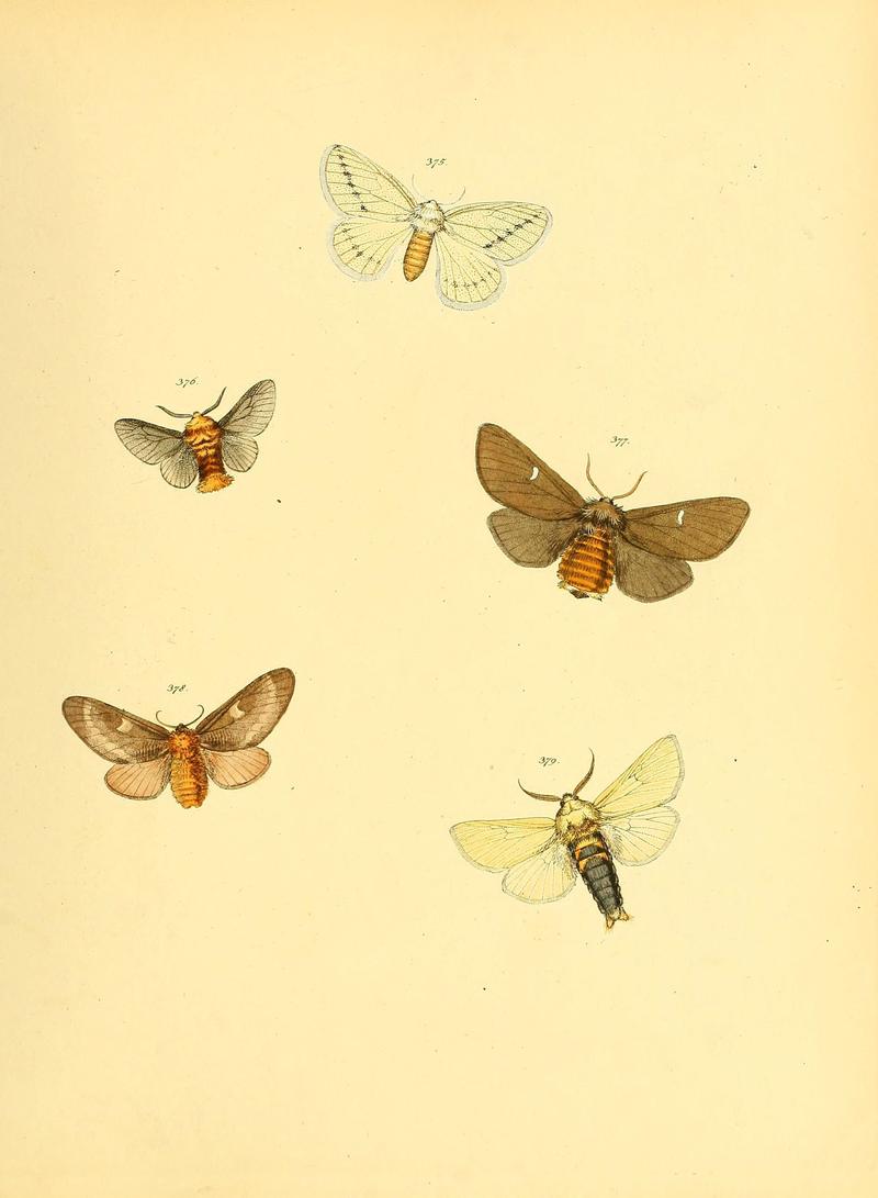 Sammlung neuer oder wenig bekannter aussereuropäischer Schmetterlinge (Plate 89) (6139906167)