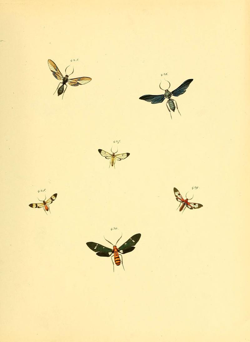 Sammlung neuer oder wenig bekannter aussereuropäischer Schmetterlinge (Plate 97) (6140459982)