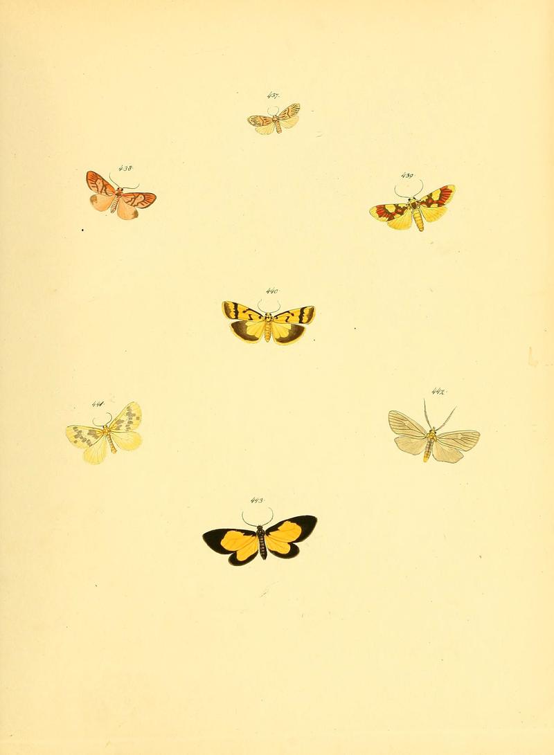 Sammlung neuer oder wenig bekannter aussereuropäischer Schmetterlinge (Plate 99) (6139908861)