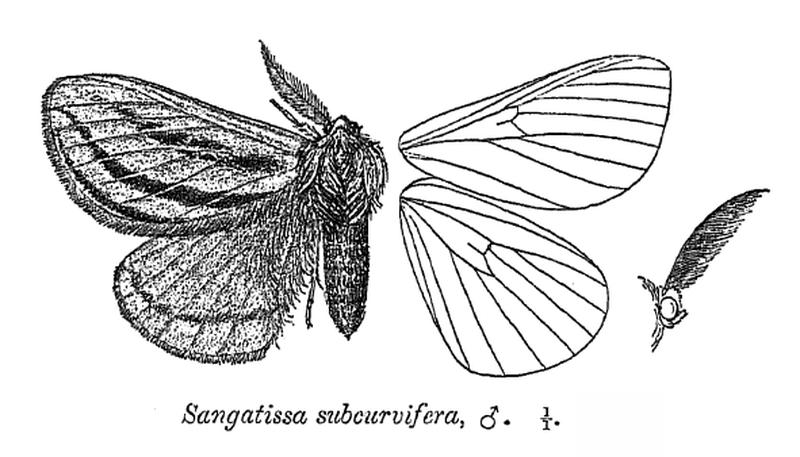 SangatissaSubcurvifera