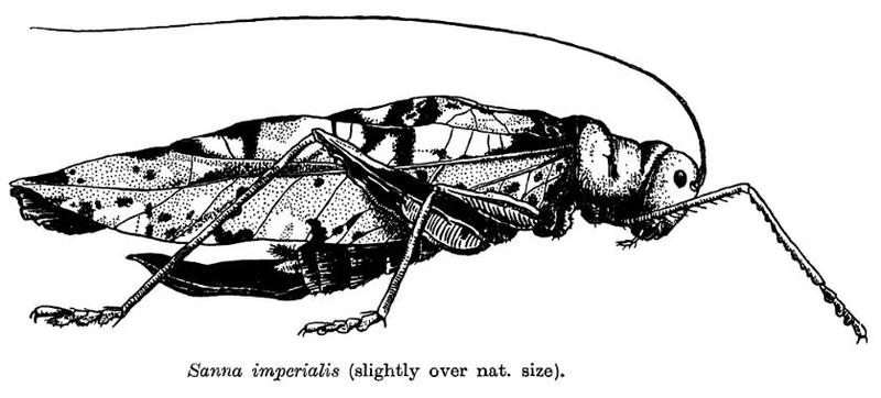 Sanna imperialis Tettigoniidae Orthoptera