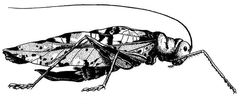 SannaImperialis (cropped)