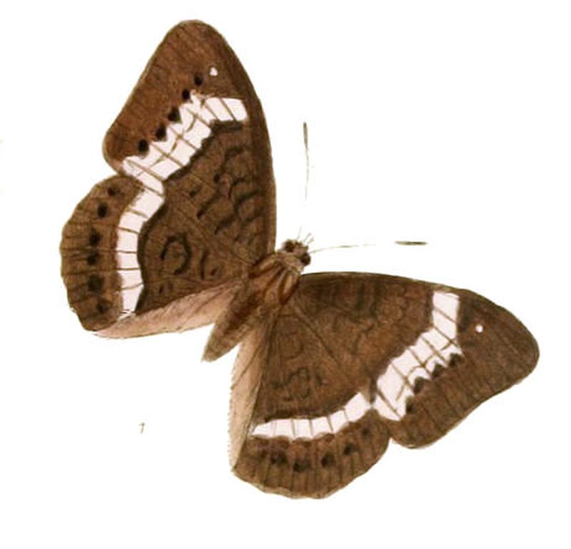 SaparonaCibaritis220 1
