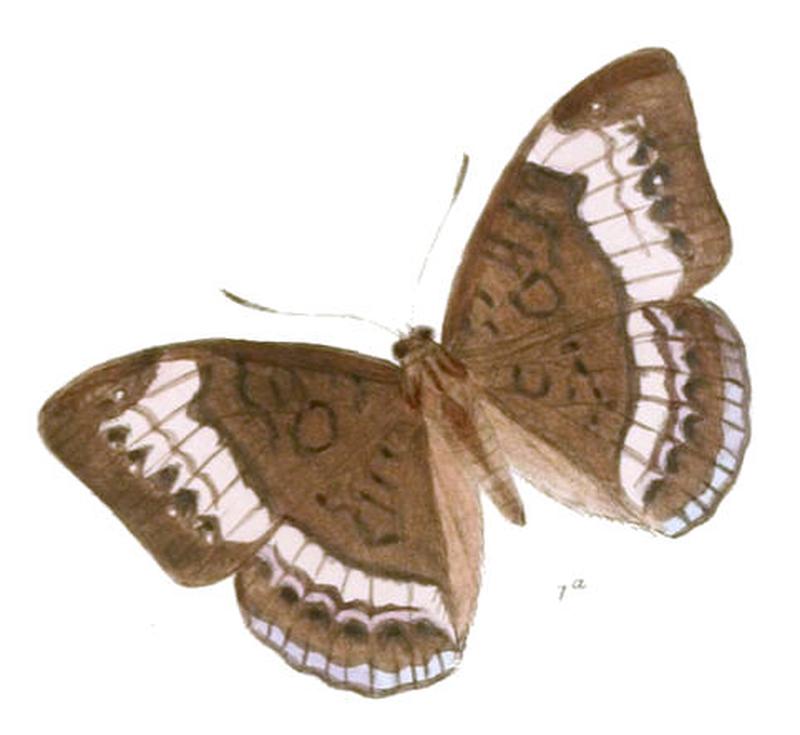 SaparonaCibaritis220 1a