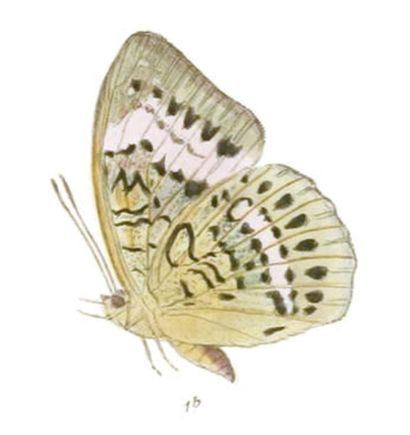 SaparonaCibaritis220 1b