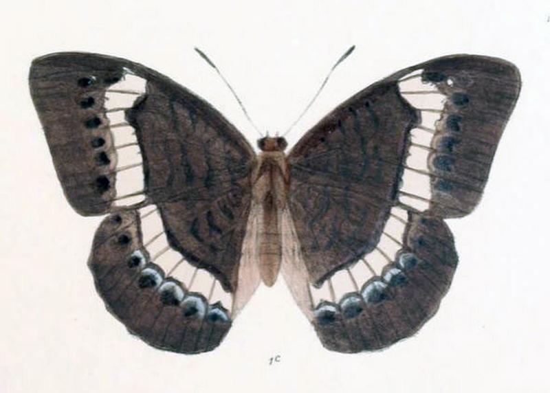 SaparonaCibaritis220 1c