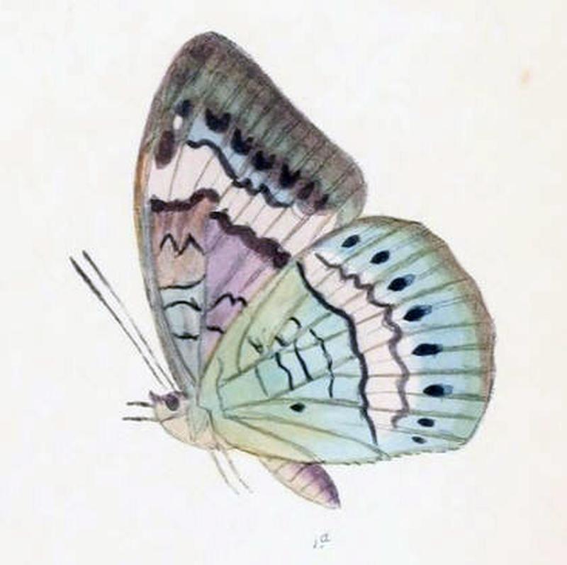 SaparonaCibaritis220 1d