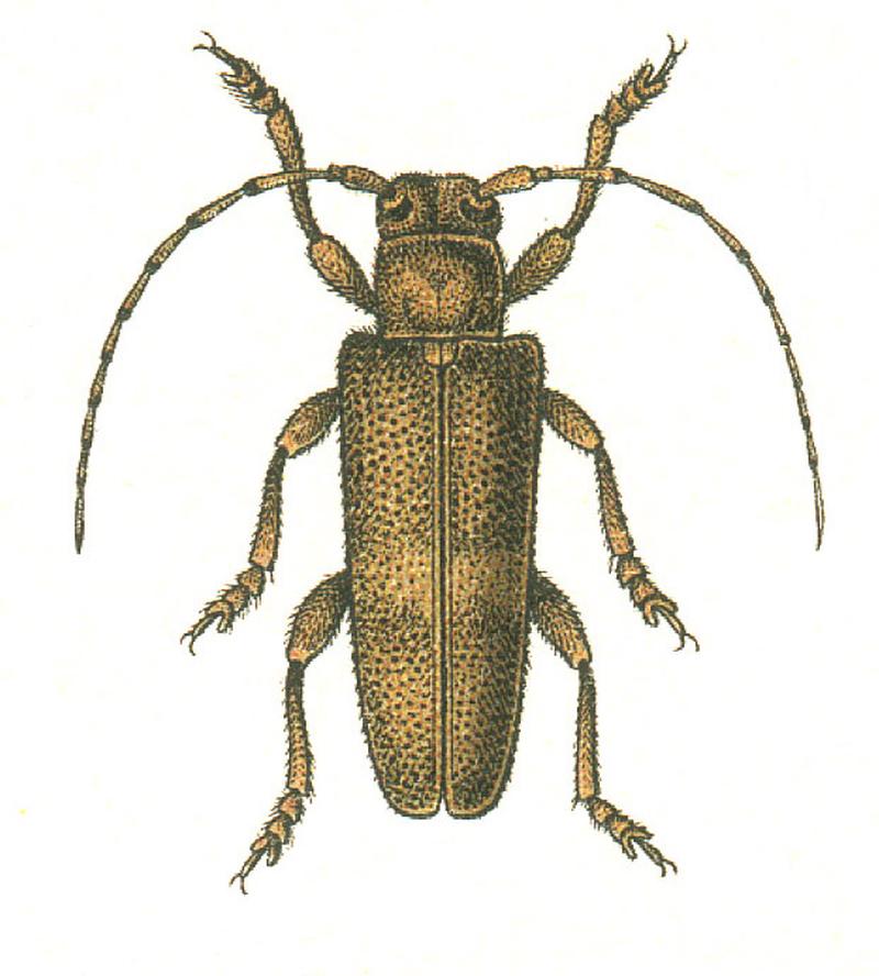 Saperda carcharias