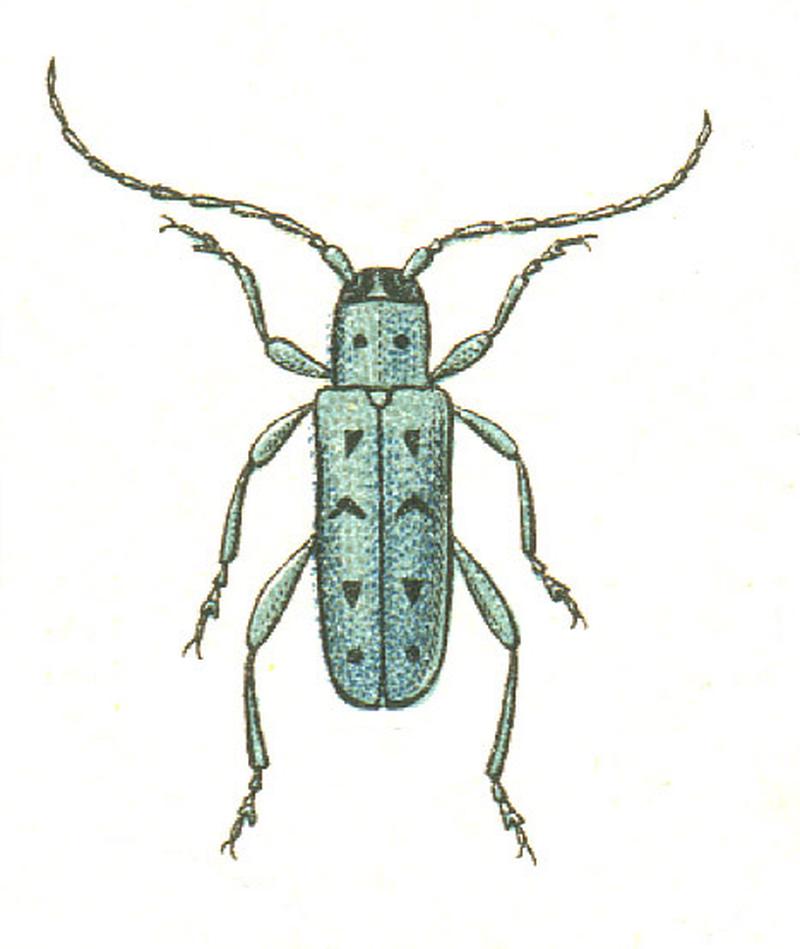 Saperda octopunctata
