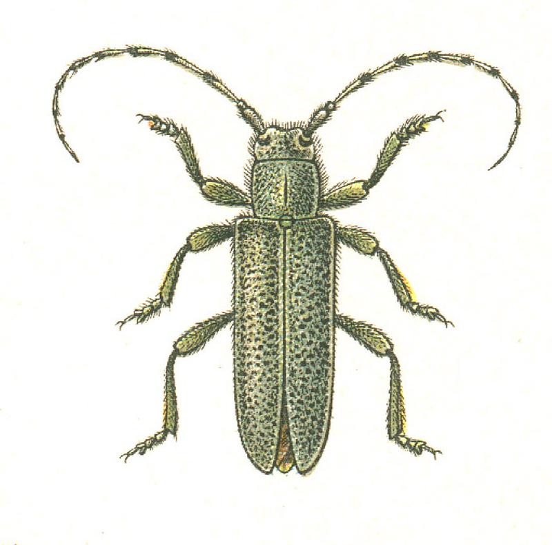 Saperda similis