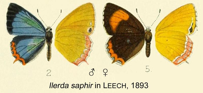 Saphir inLeech1893