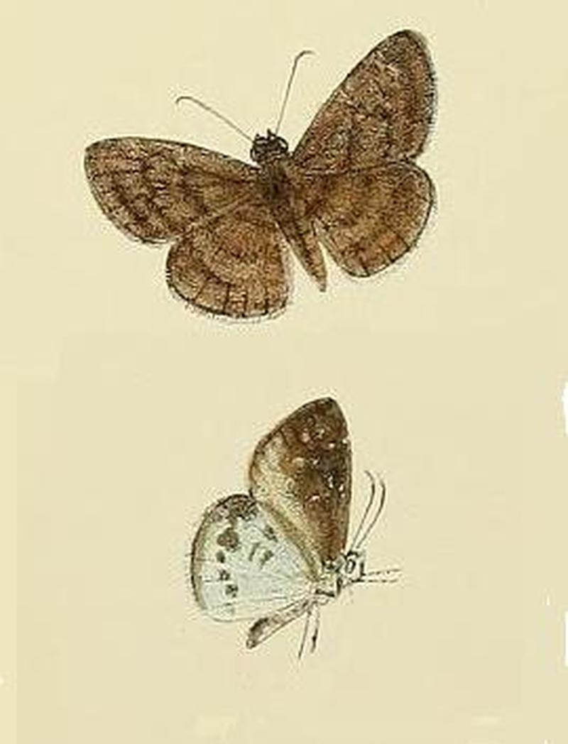 Sarangesa dasahara albicilia