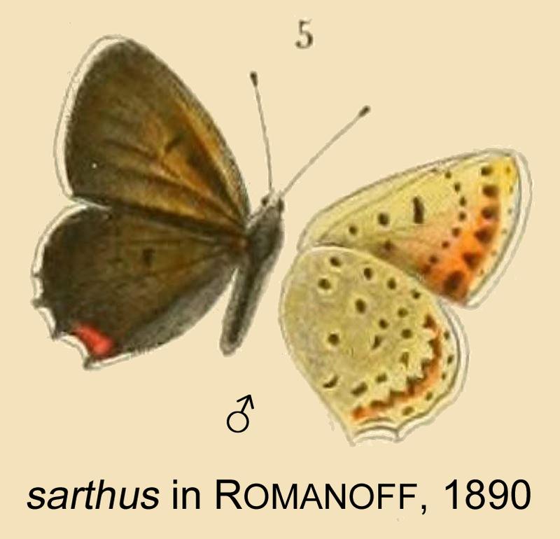 SarthusStaudinger inRomanoff1890