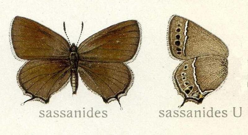 Superflua sassanides Lycaenidae