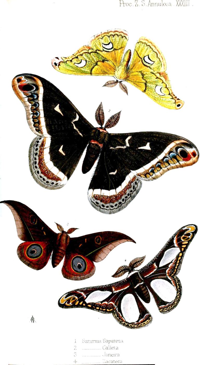 Calleta Silkmoth male center