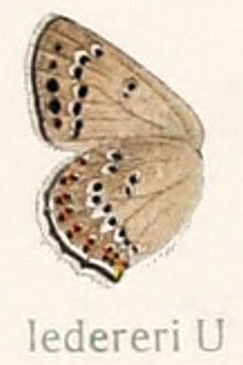 Satyrium ledereri