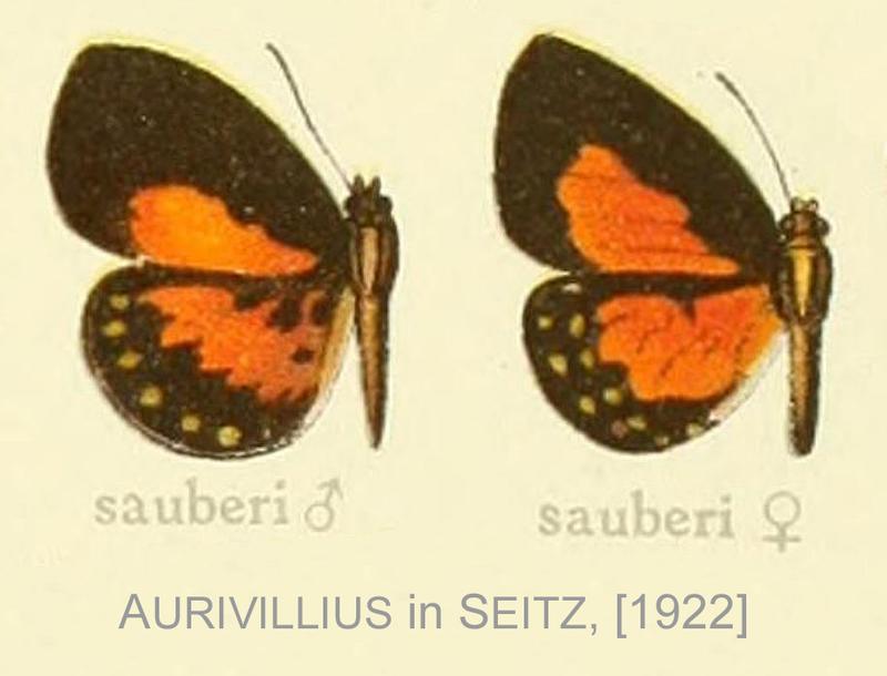 Sauberi inAurivillius1922