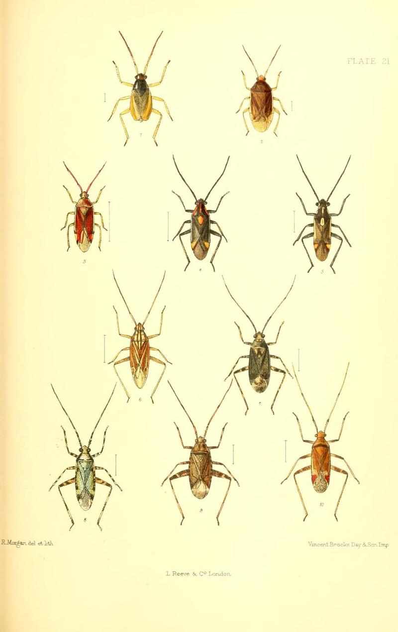 SaundersHemipteraHeteropteraBritishIslandsPlate21