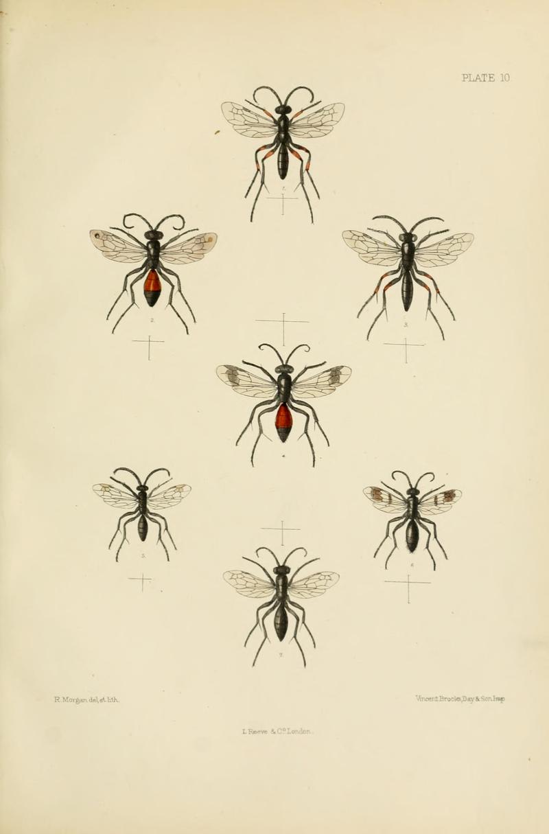 SaundersHymenopteraAculeataPlate10