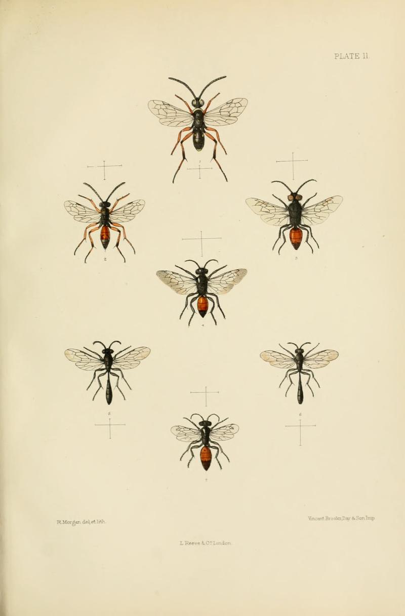 SaundersHymenopteraAculeataPlate11