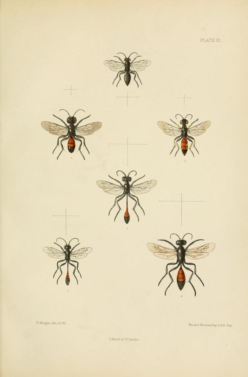 SaundersHymenopteraAculeataPlate12