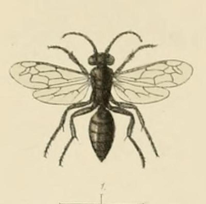 SaundersHymenopteraAculeataPlate12 (cropped)