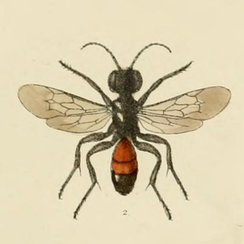 SaundersHymenopteraAculeataPlate12 (cropped2)