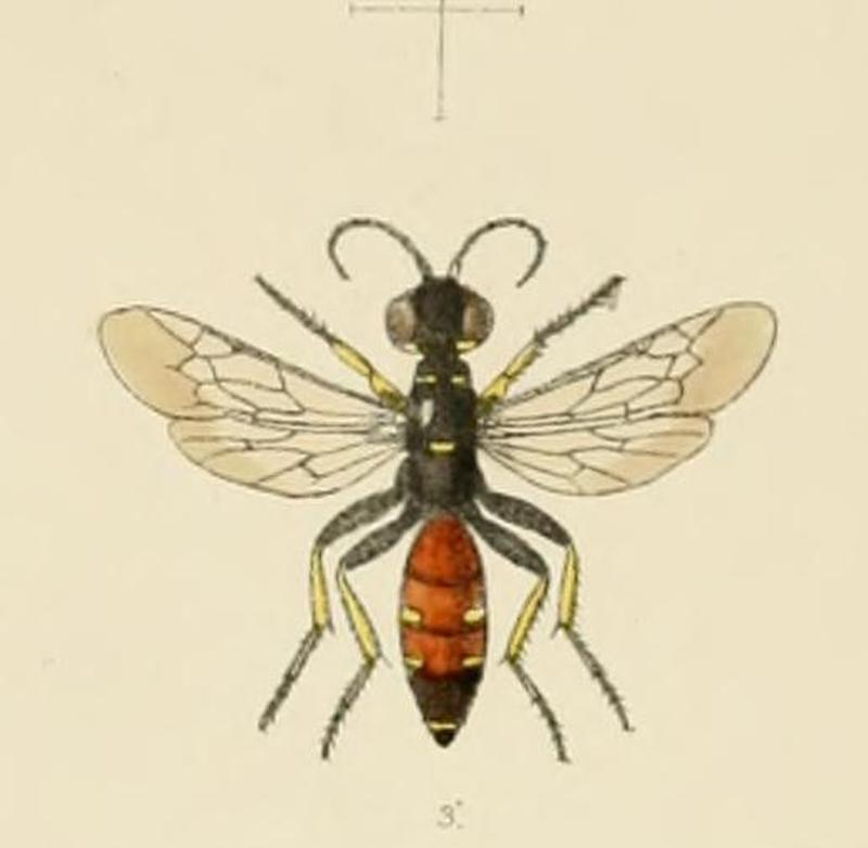 SaundersHymenopteraAculeataPlate12 (cropped3)