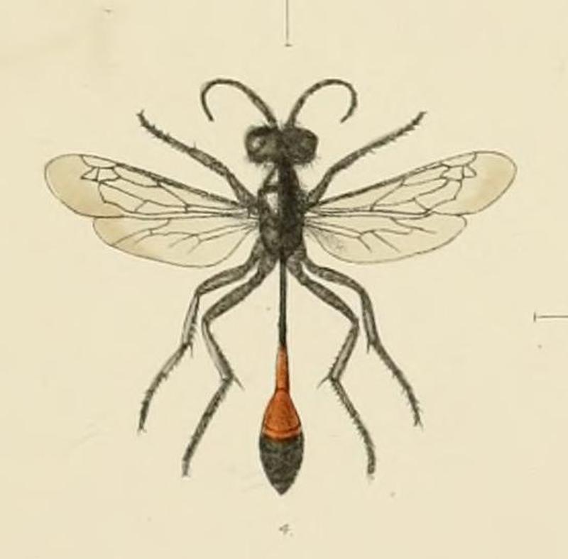 SaundersHymenopteraAculeataPlate12 (cropped4)