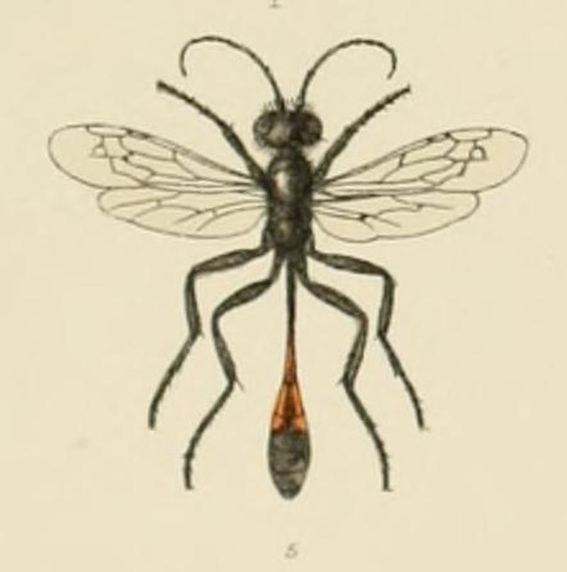 SaundersHymenopteraAculeataPlate12 (cropped5)