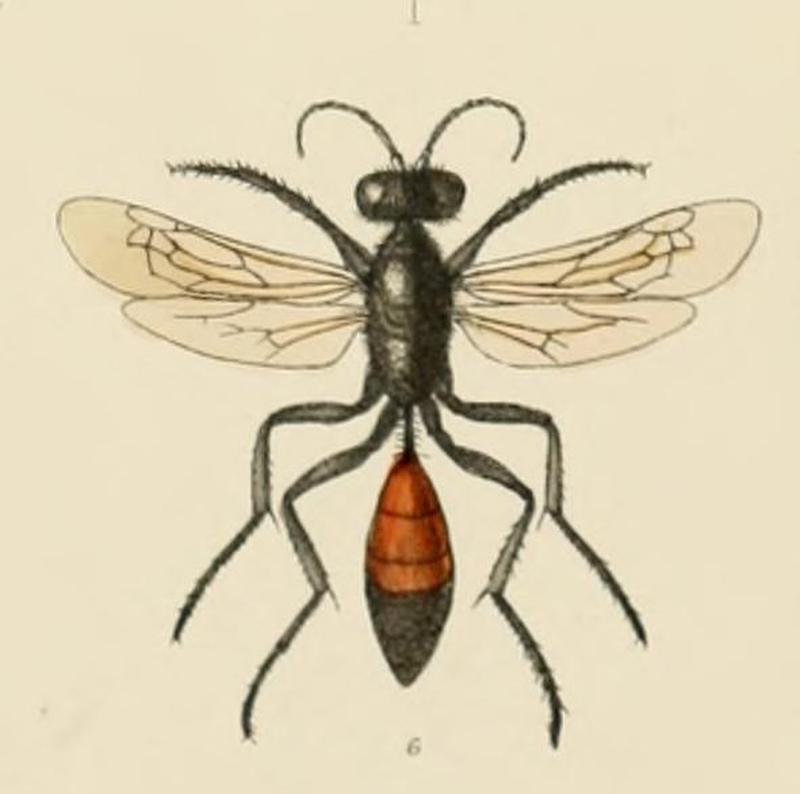 SaundersHymenopteraAculeataPlate12 (cropped6)